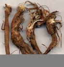 Potentilla chinensis  extract