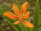 Belamcanda chinensis extract