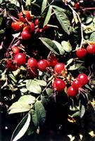 Rosa davurica extract