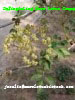 Elderberry  extract  powder
