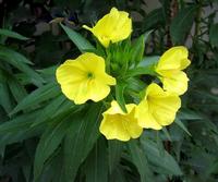 Oenothera biennis Extract