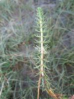 Hippuris vulgaris Extract