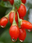 Lycium chinense extract