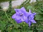 Platycodon grandiflorum extract