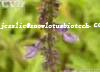 Coleus forskohlii extract