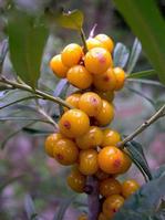 Hippophae rhamnoides Extract