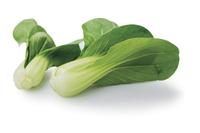 Brassica campestris extract