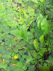 Alisma orientale Extract