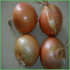 Allium cepa extract