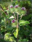 Arctium lappa extract