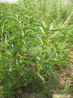 Thermopsis lanceolata Extract