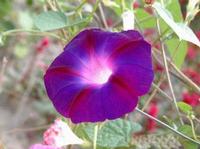 Pharbitis nil extract