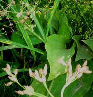 Bidens tripartita extract