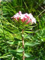 Stellera chamaejasme Extract