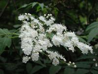Sorbaria sorbifolia extract