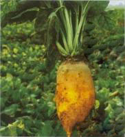 Beta Vulgaris extract