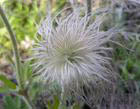 Pulsatilloside