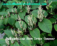 Resveratrol