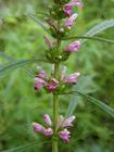 Leonurus japonicus extract