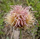 Rhaponticum uniflorum extract