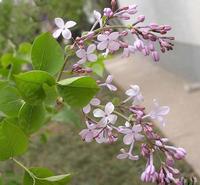 Syringa oblata extract