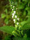 Perilla frutescens extract