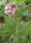 Valerniana alternifolia extract