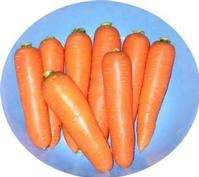 Daucus carota Extract