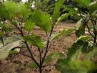 Solanum melongena extract