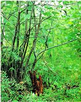 Boschniakia rossica extract