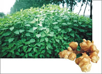 Helianthus tuberosus extract