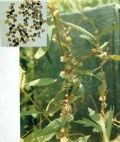 Cuscuta chinesis extract