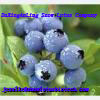 Blueberry extract powder