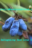 Lonicera edulis extract