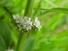 Mentha haplocalyx extract