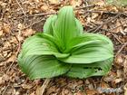 Veratrum nigrum extract