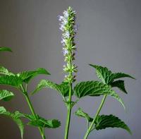 Agastache rugosa extract