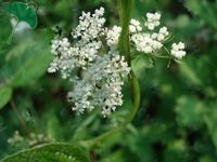 Cnidium monnieri Extract