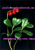 Lingonerry extract powder