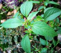 Acalypha australis  Extract
