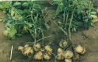 Solanum tuberosum extract