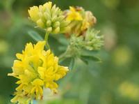 Medicago falcata Extract