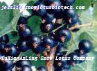 Black currant color