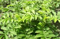 Agrimonia pilosa extract