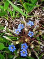 Gentiana scabra extrac