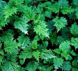3,4-divanillyltetrahydrofuran (Nettle Root Extract)