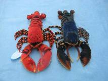 plush toys of lobsters