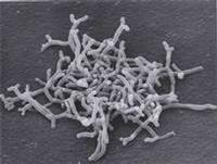 Bifidobacterium Bifidum