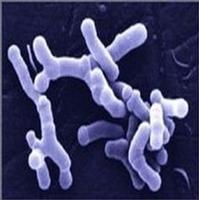 Bifidobacterium breve