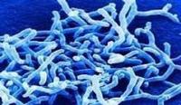 Bifidobacterium Infantis
